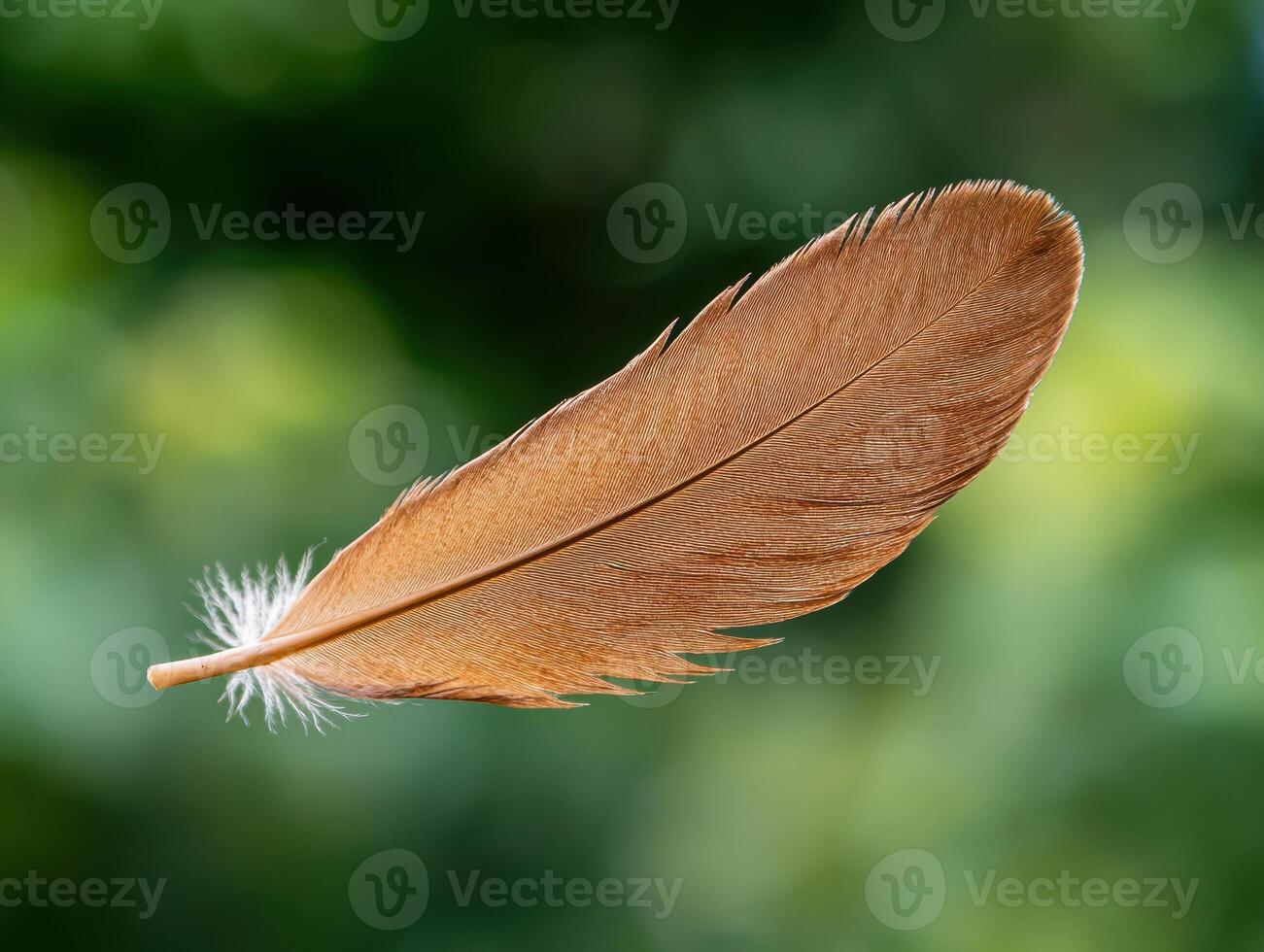 close up of a vibrant feather against a blurred green background photo