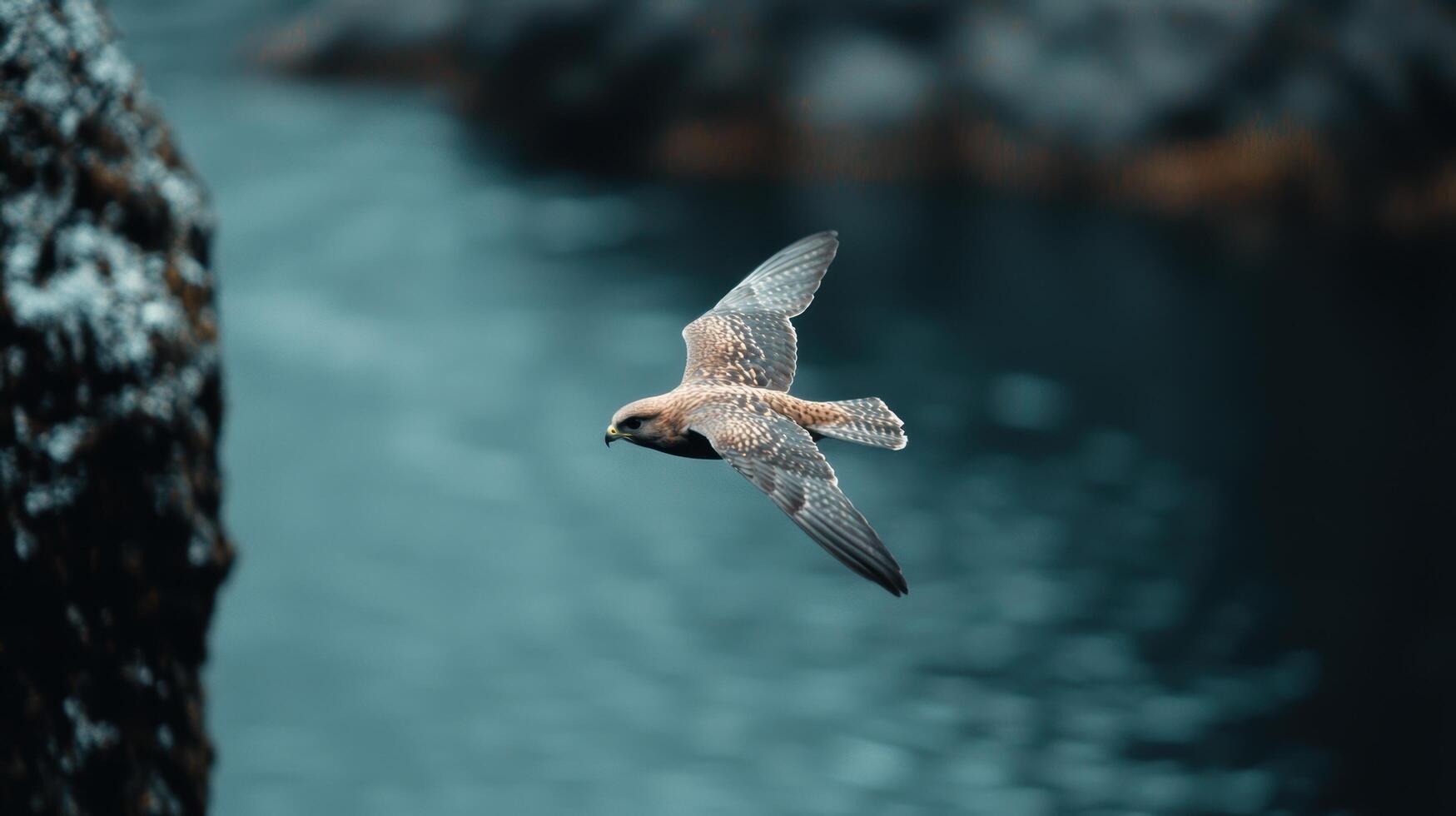 Falcon soaring over a serene ocean photo