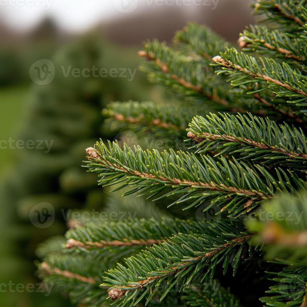 Close up of evergreen pine tree branches photo