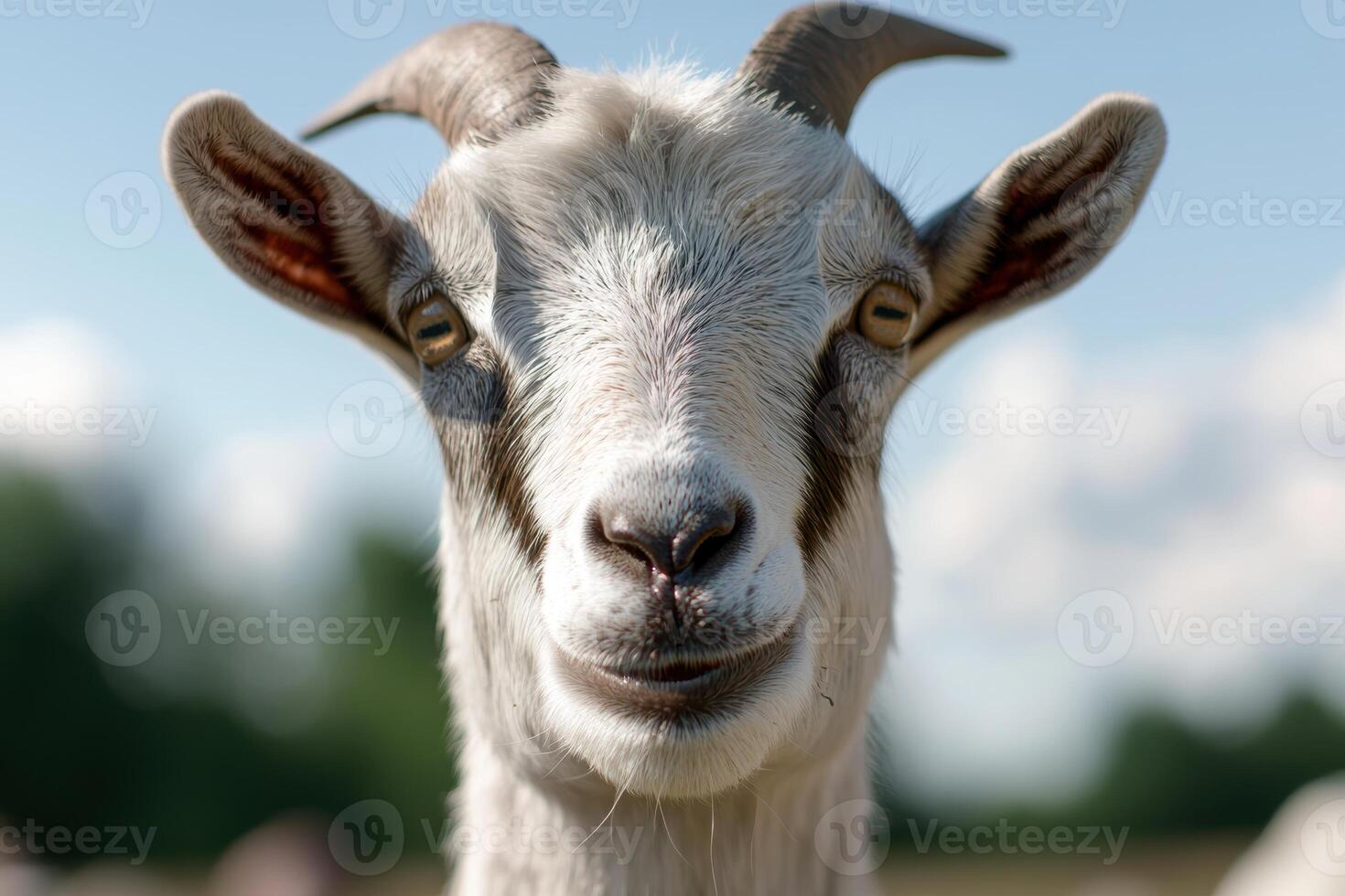 close up of a curious goat photo