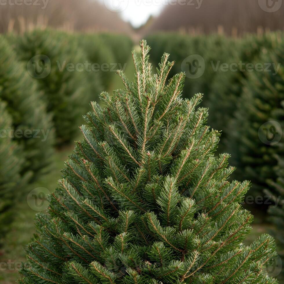 Lush evergreen pine tree branches photo