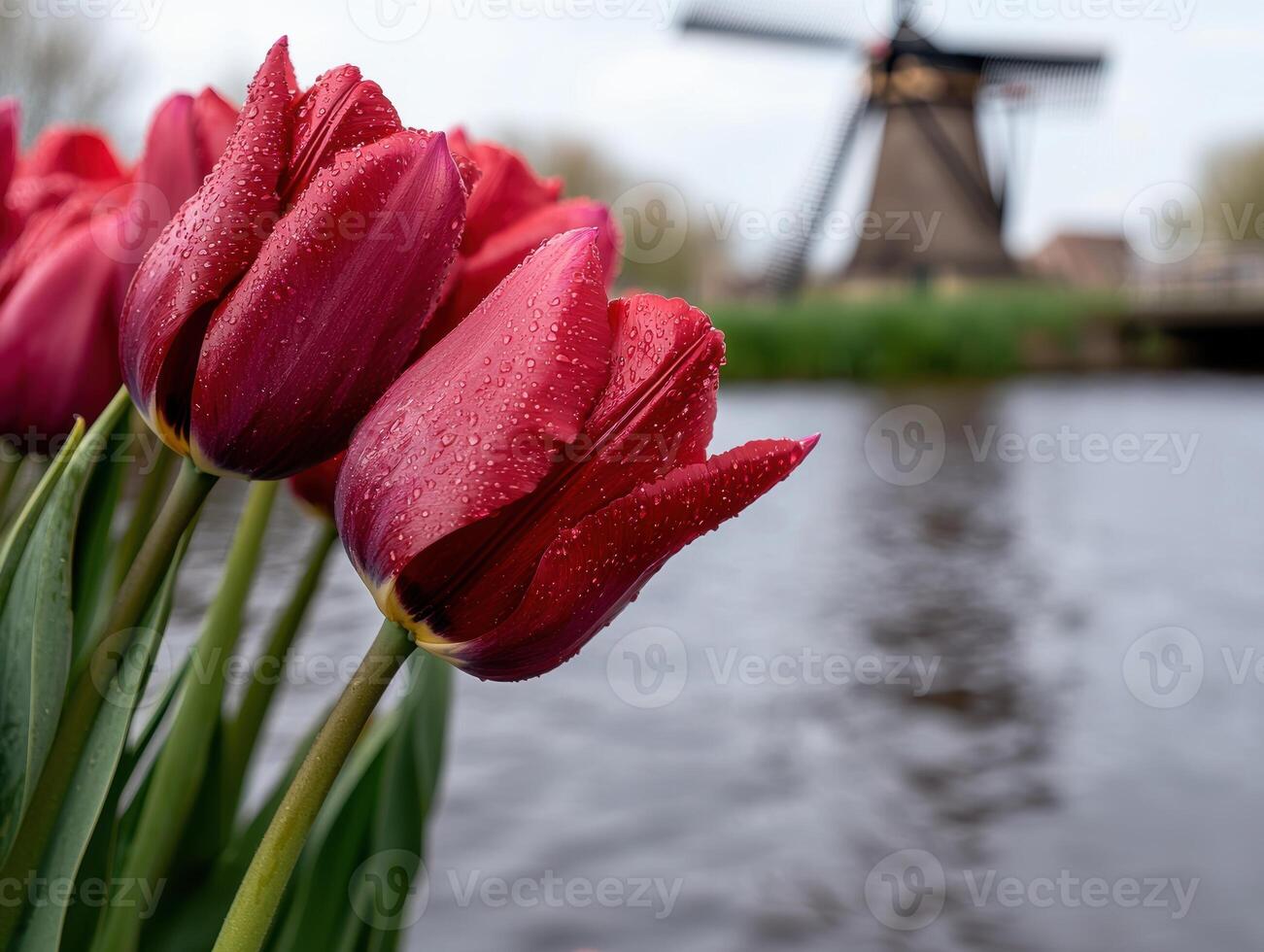 Vibrant red tulips with a windmill in the background photo