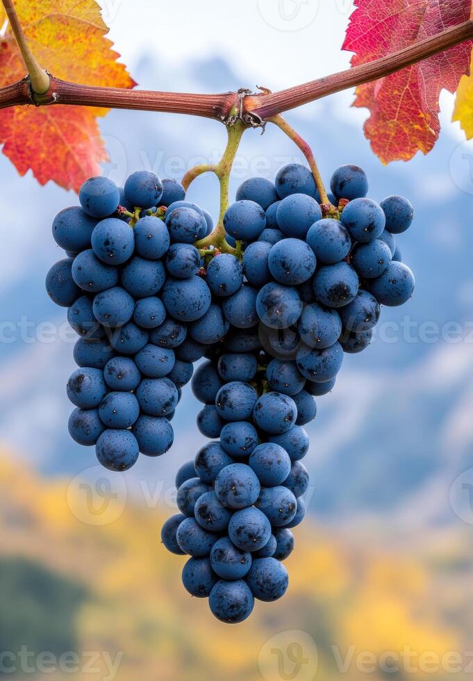 Ripe blue grapes on the vine photo