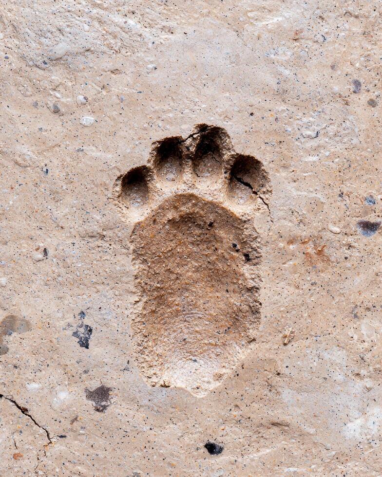 Closeup of animal paw print in the dirt photo