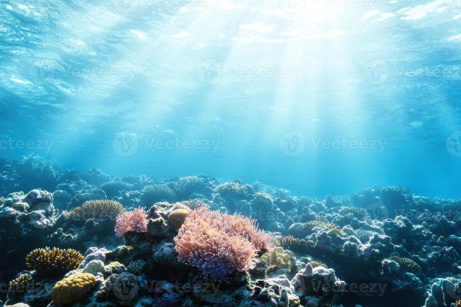 The sun shines over a coral reef photo