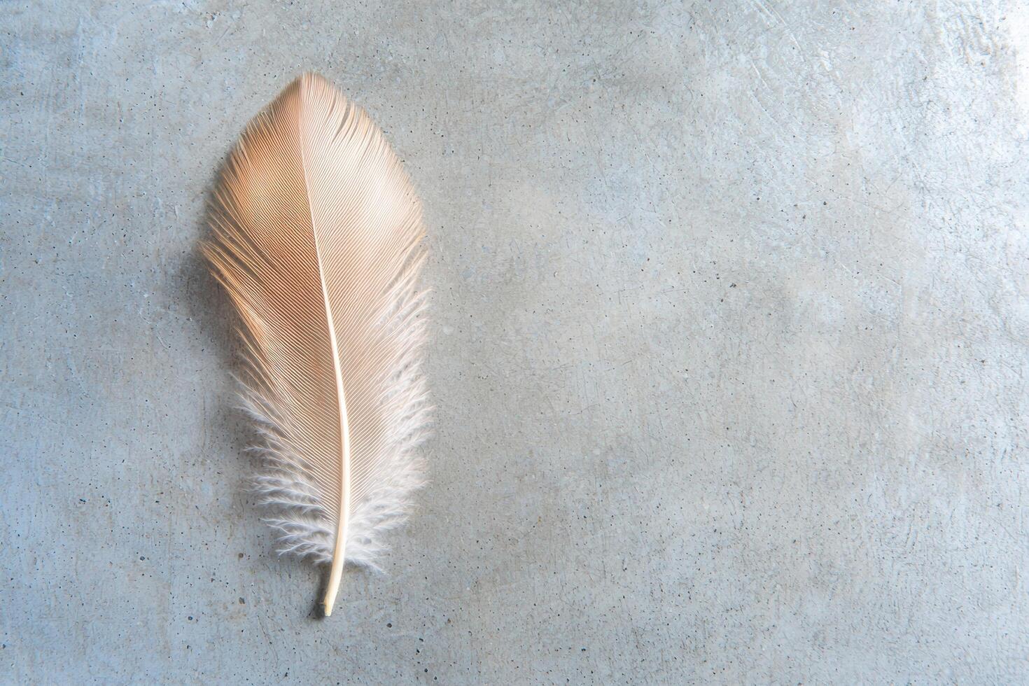 Delicate feather on concrete surface photo