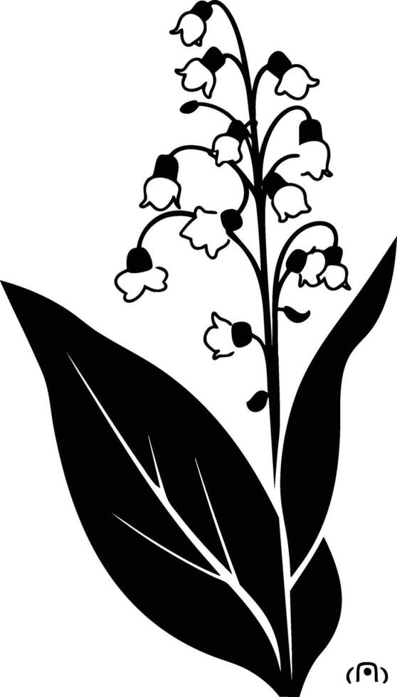 Lily of the valley clipart vector
