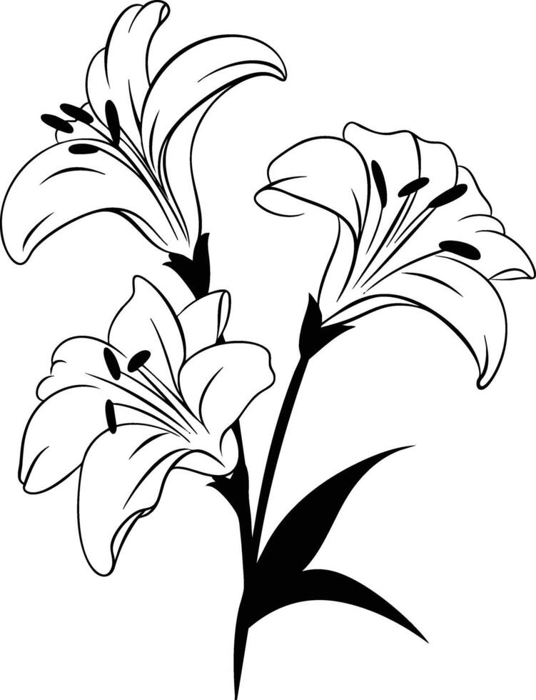 Black and white lily flowers on a white background vector