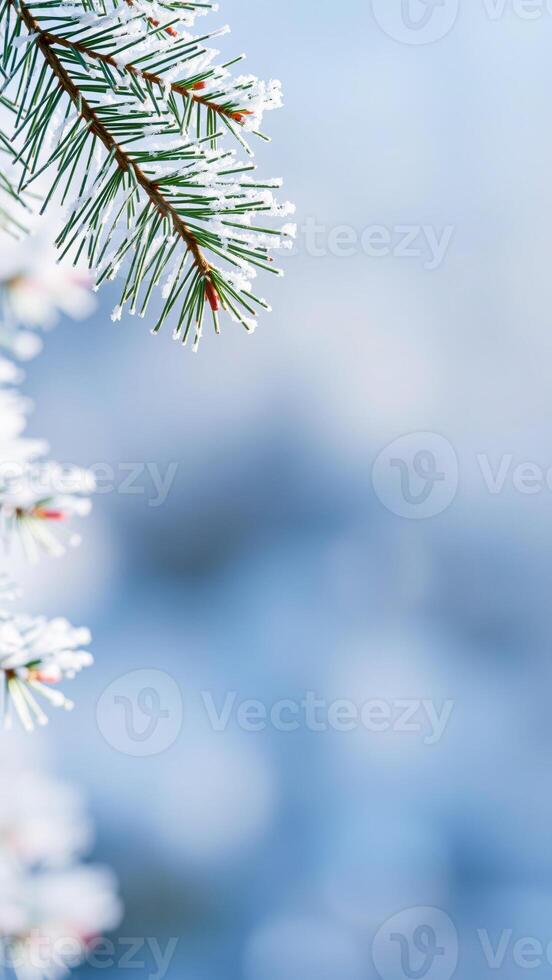 frosty pine branch against a blue sky photo