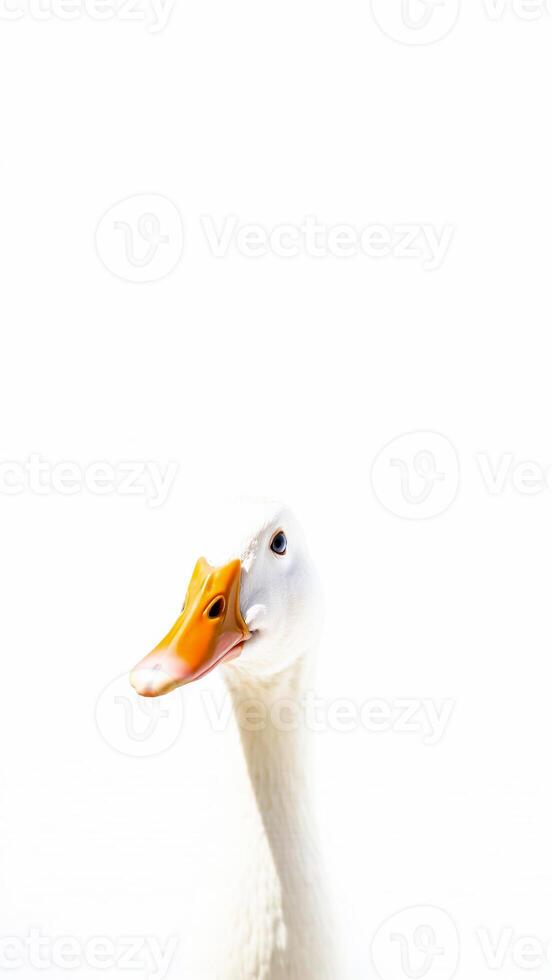 white duck with an beak photo