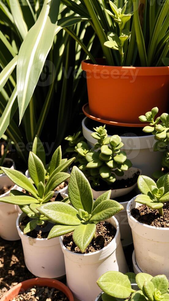 collection lush green succulents white pots photo