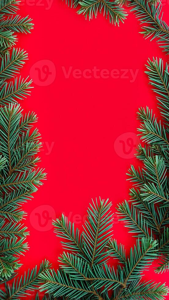 green evergreen branches frame red background photo
