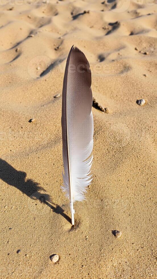 single feather stands the sand photo