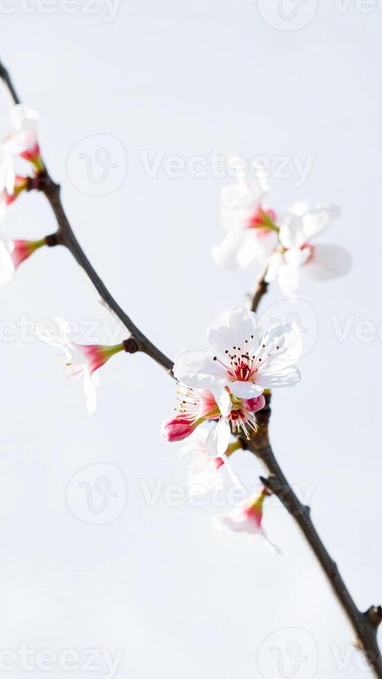 delicate white blossoms with pink centers bloom on a twig photo