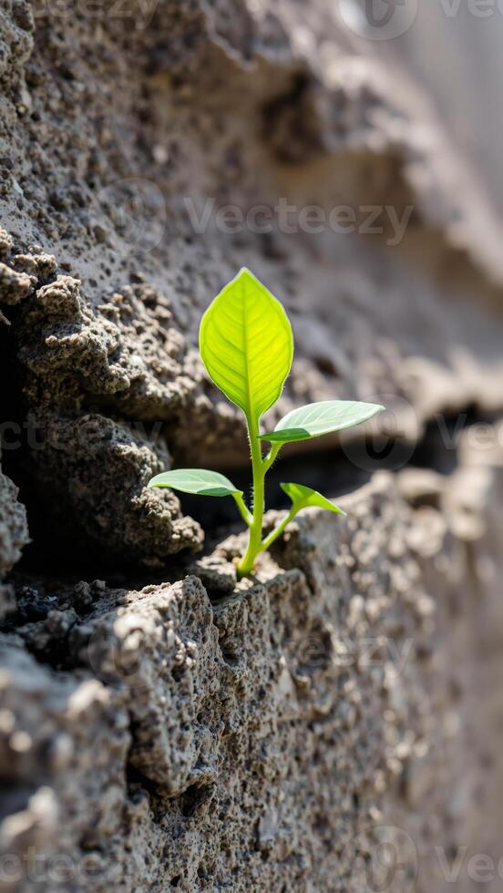 green sprout pushing through a cracked surface photo