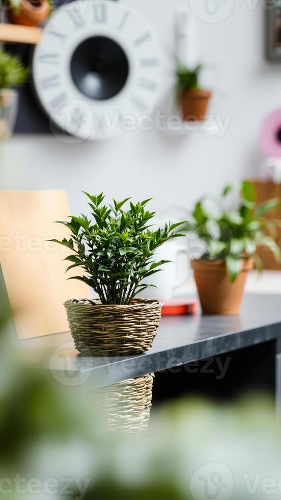 green potted plant woven basket on a countertop photo
