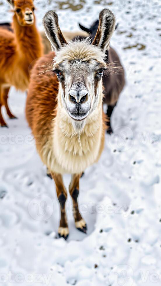 llama with curious eyes stands the snow photo