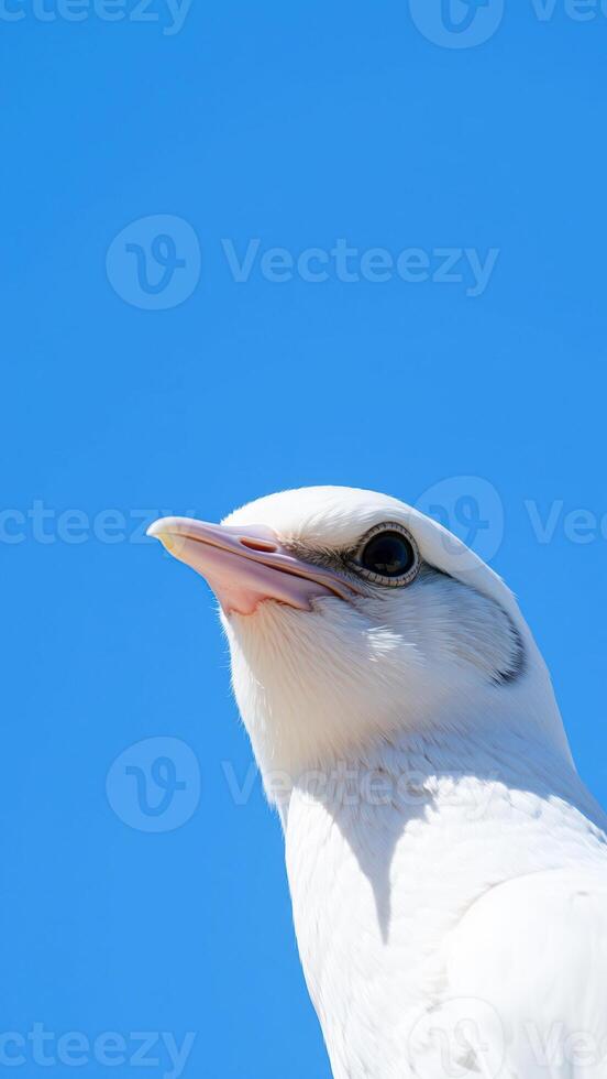 white bird with a long beak against a blue sky photo