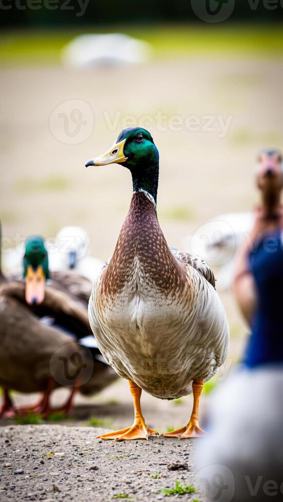 mallard duck stands on a pebbled path photo