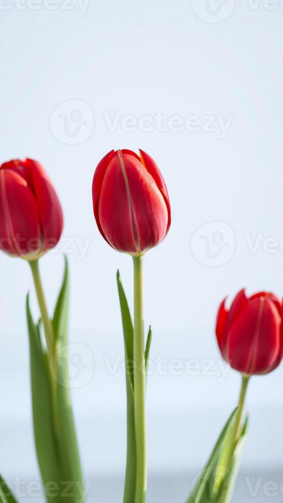 three red tulips bloom photo