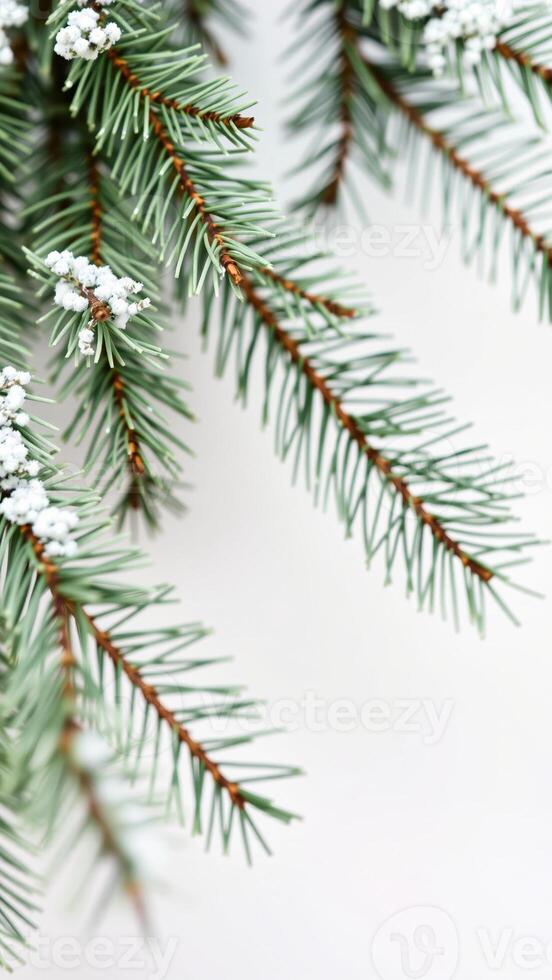 close- a pine branch dusted with snow photo
