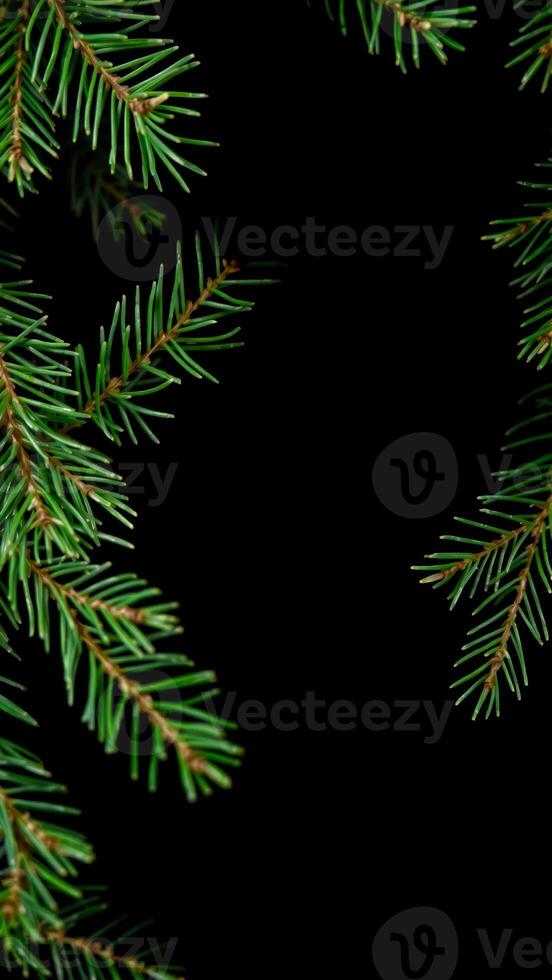 two green pine branches on a black background photo