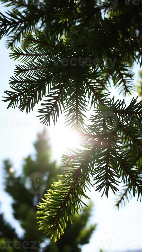 sunlight filtering through conifer needles photo
