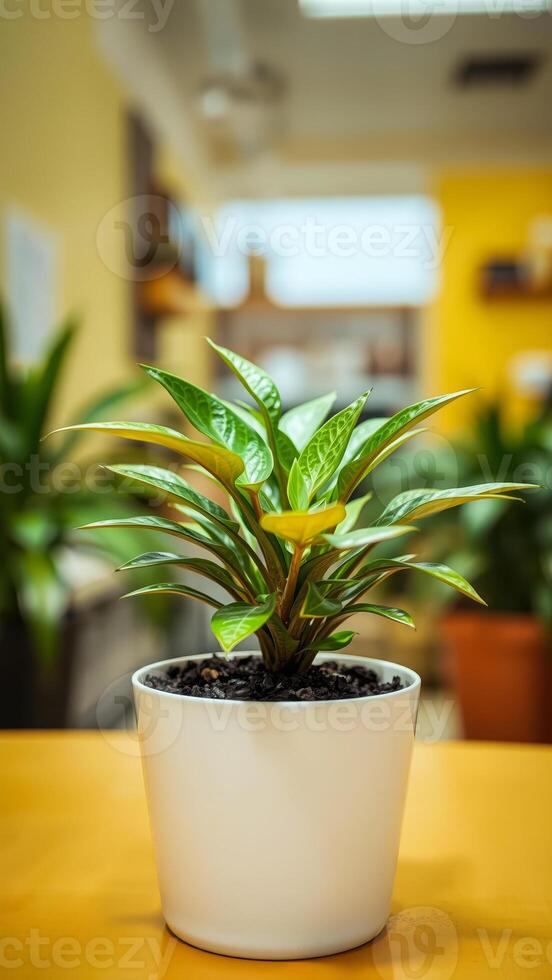 vibrant green plant a white pot on a yellow table photo