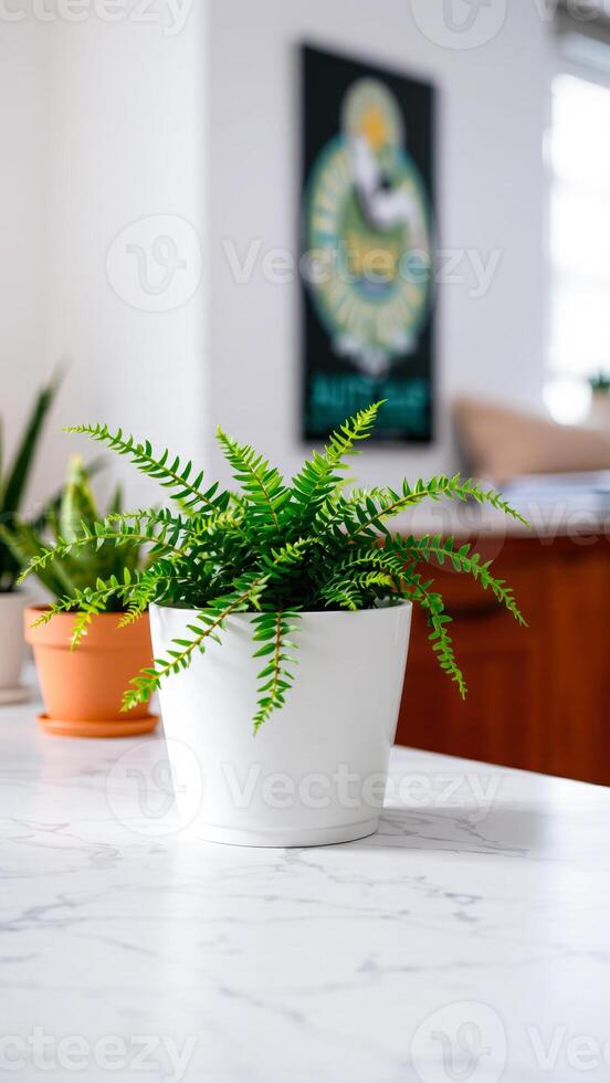 potted fern plant on a white marble countertop photo