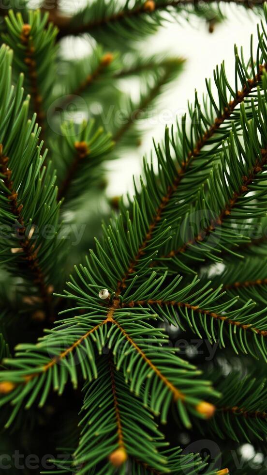 close- view a pine tree branch photo