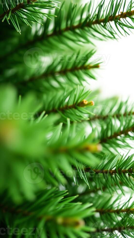 close- a pine branch with green needles photo