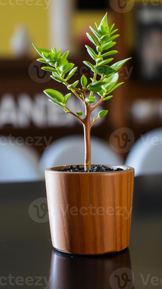 small green plant a wooden pot photo