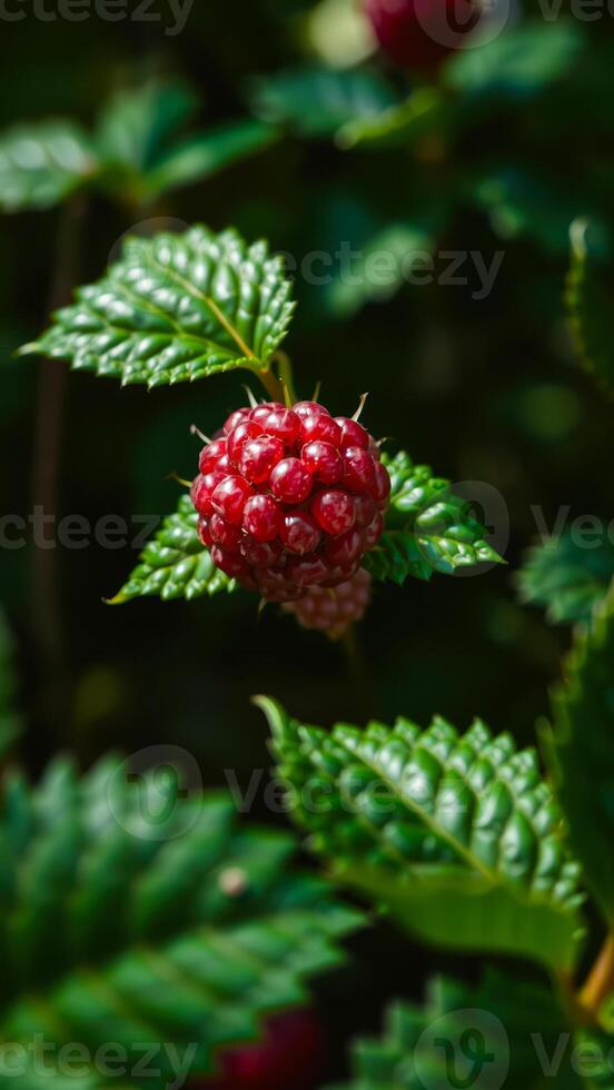 close- a ripe red raspberry on a green bush photo