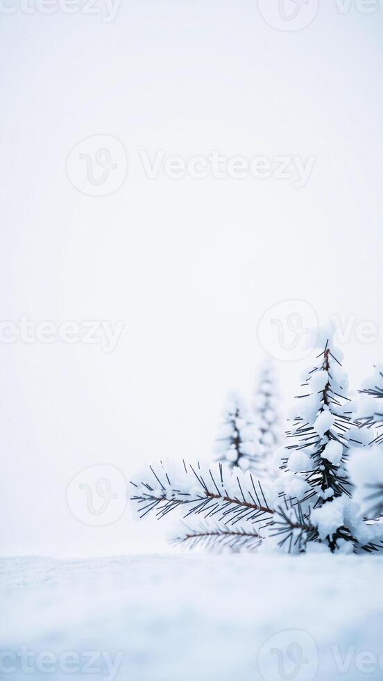 single pine branch covered fresh snow photo