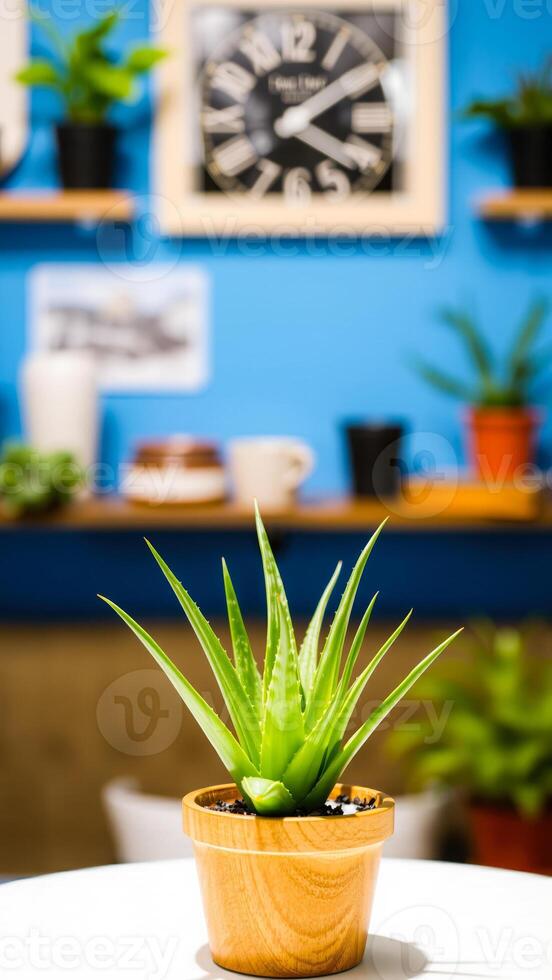 potted plant with long sharp leaves sits on a white table front a blue wall photo