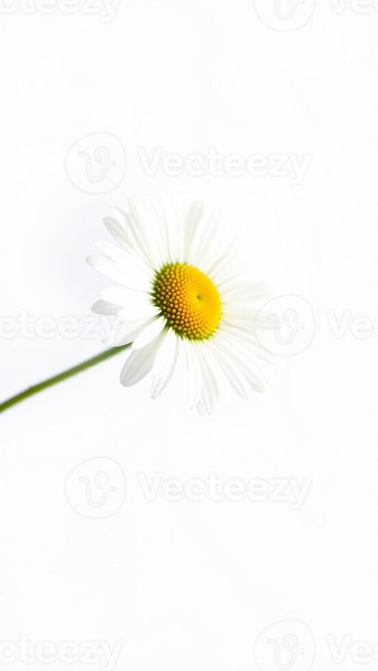 single white daisy against a white background photo