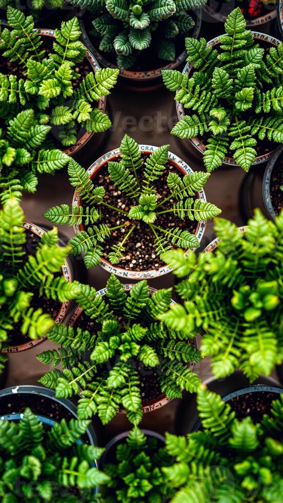 top-down view vibrant green potted plants photo