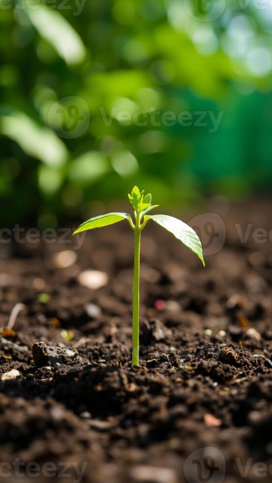delicate sprout emerging from the soil photo