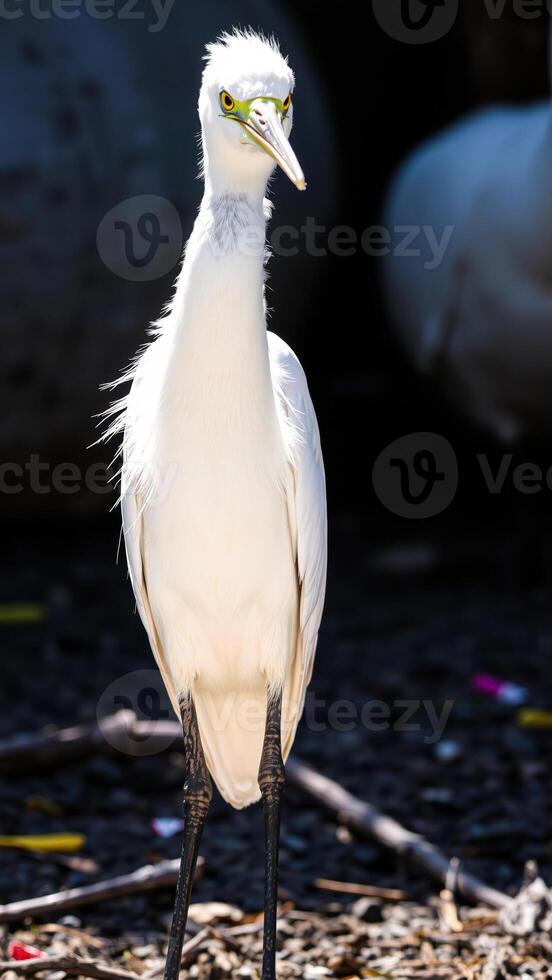 white bird with a long thin beak stands on the ground photo