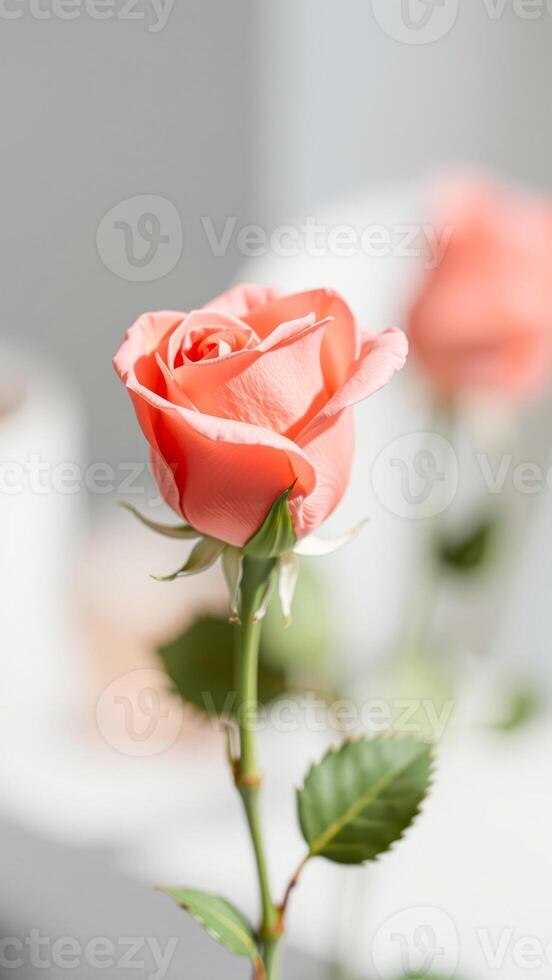 single delicate pink rose unfurling the light photo