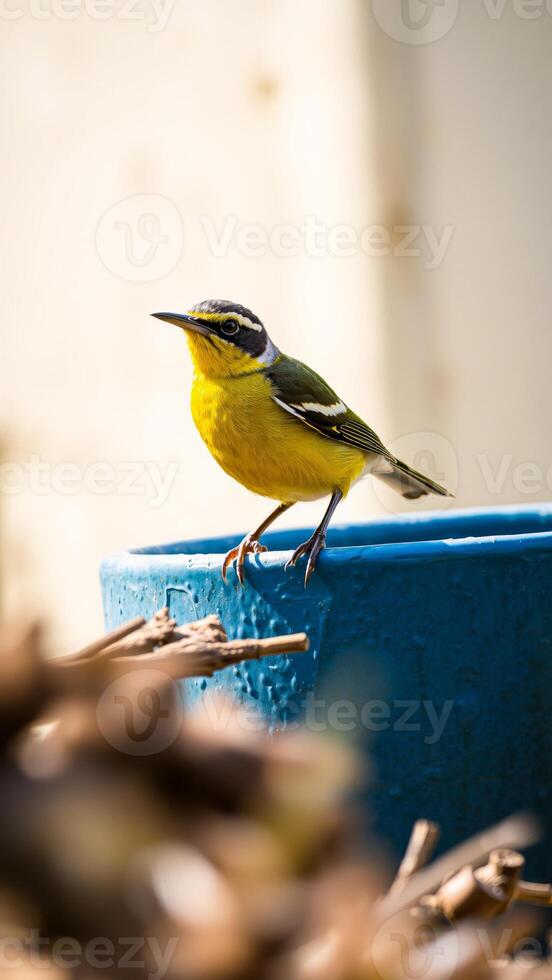 tiny yellow bird perches on a blue container photo