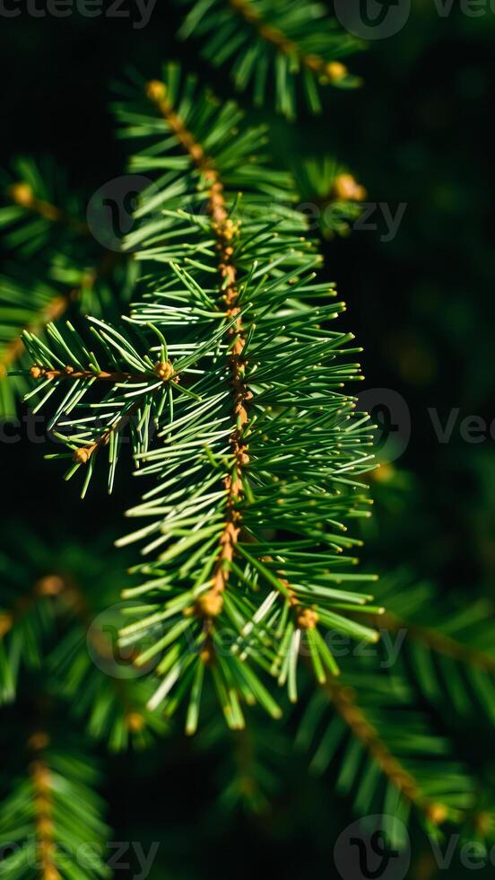 close- view a lush pine branch photo