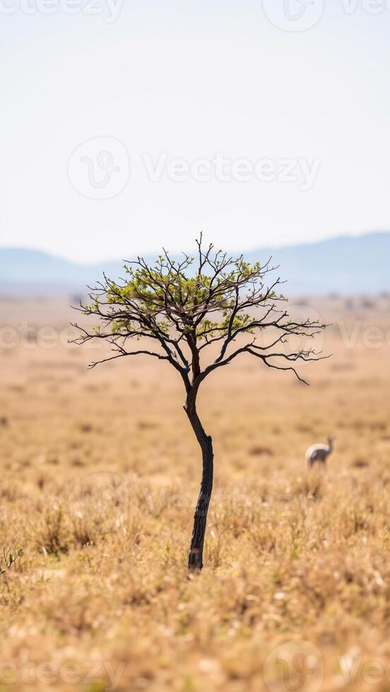 solitary tree a dry grass field photo