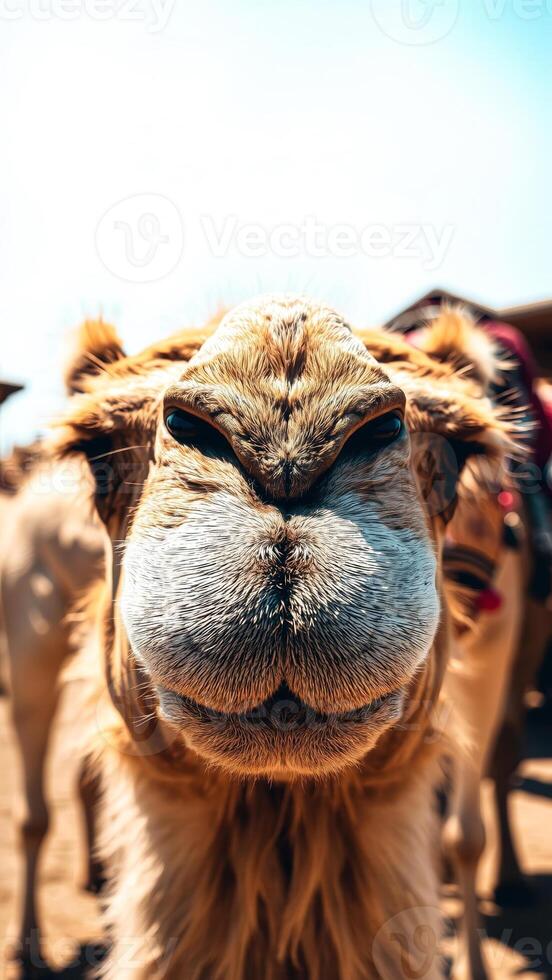 close- portrait a camel photo