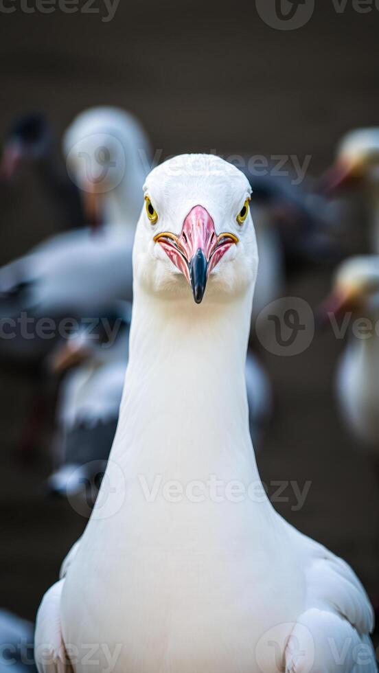 white bird with an intense gaze photo