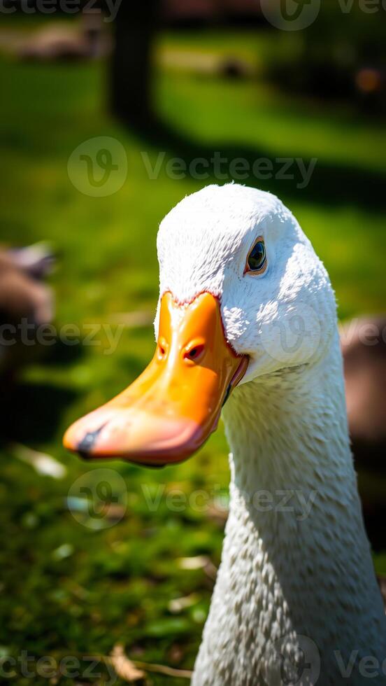 white duck with a curious expression photo