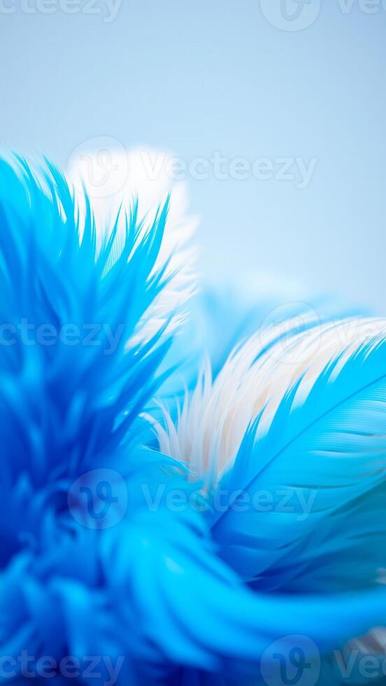 soft blue white feathers create a delicate background photo