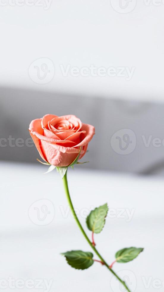 single pale pink rose against a white background photo