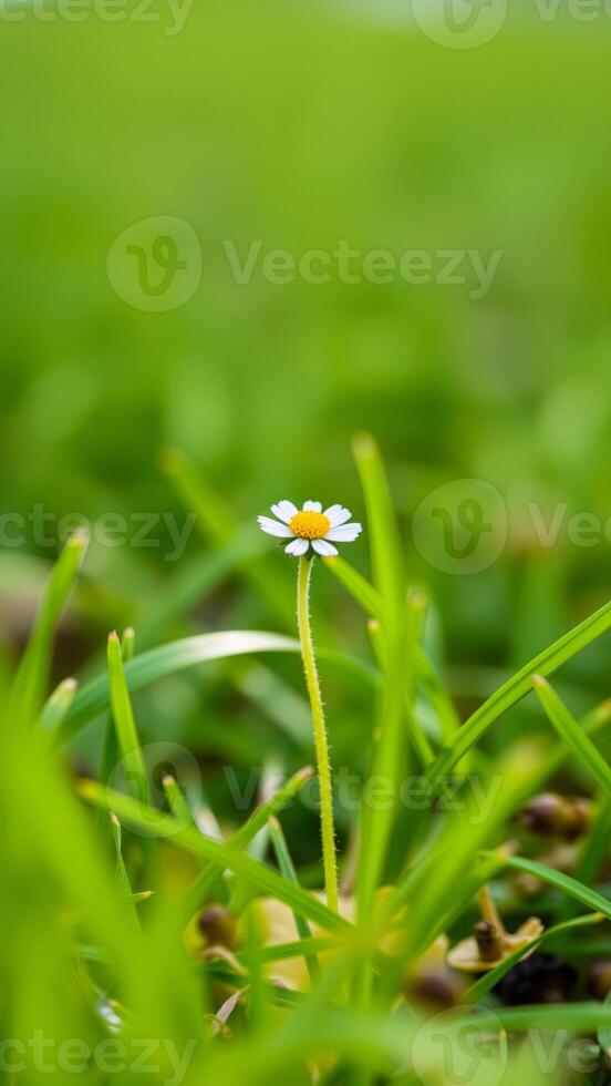 delicate white daisy blooms a field green grass photo