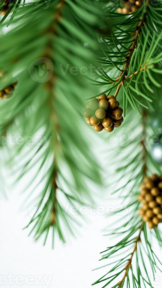 pine branch with tiny cones photo